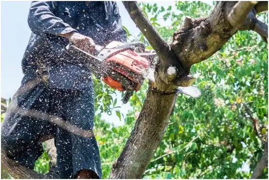 tree services Fall Branch